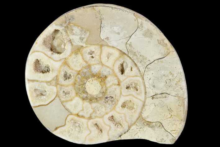 Polished Ammonite (Hildoceras) Fossil - England #103987